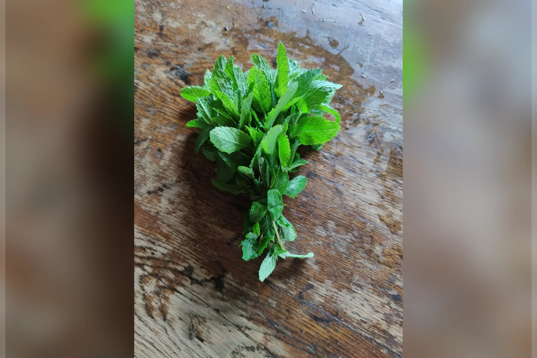 Menthe verte