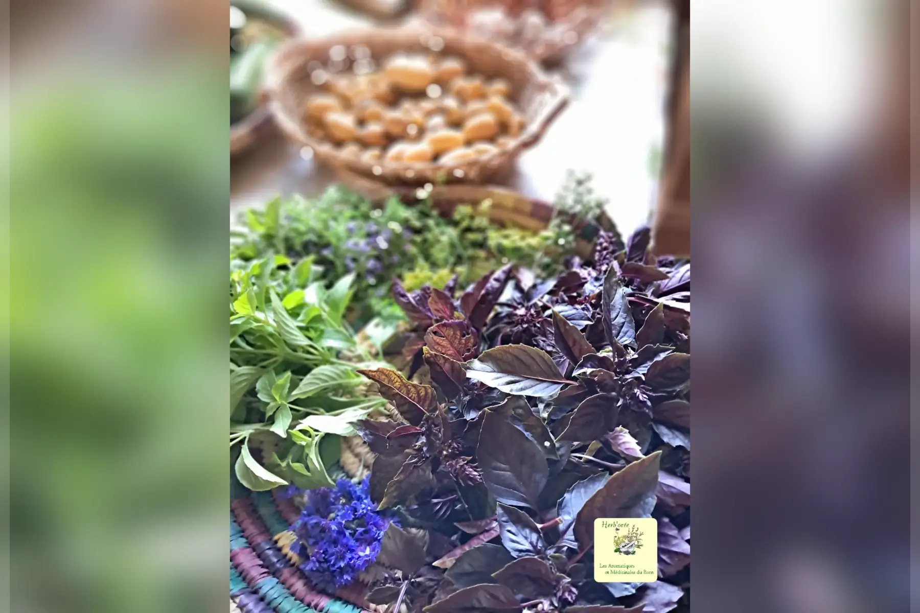 Basilic mélange