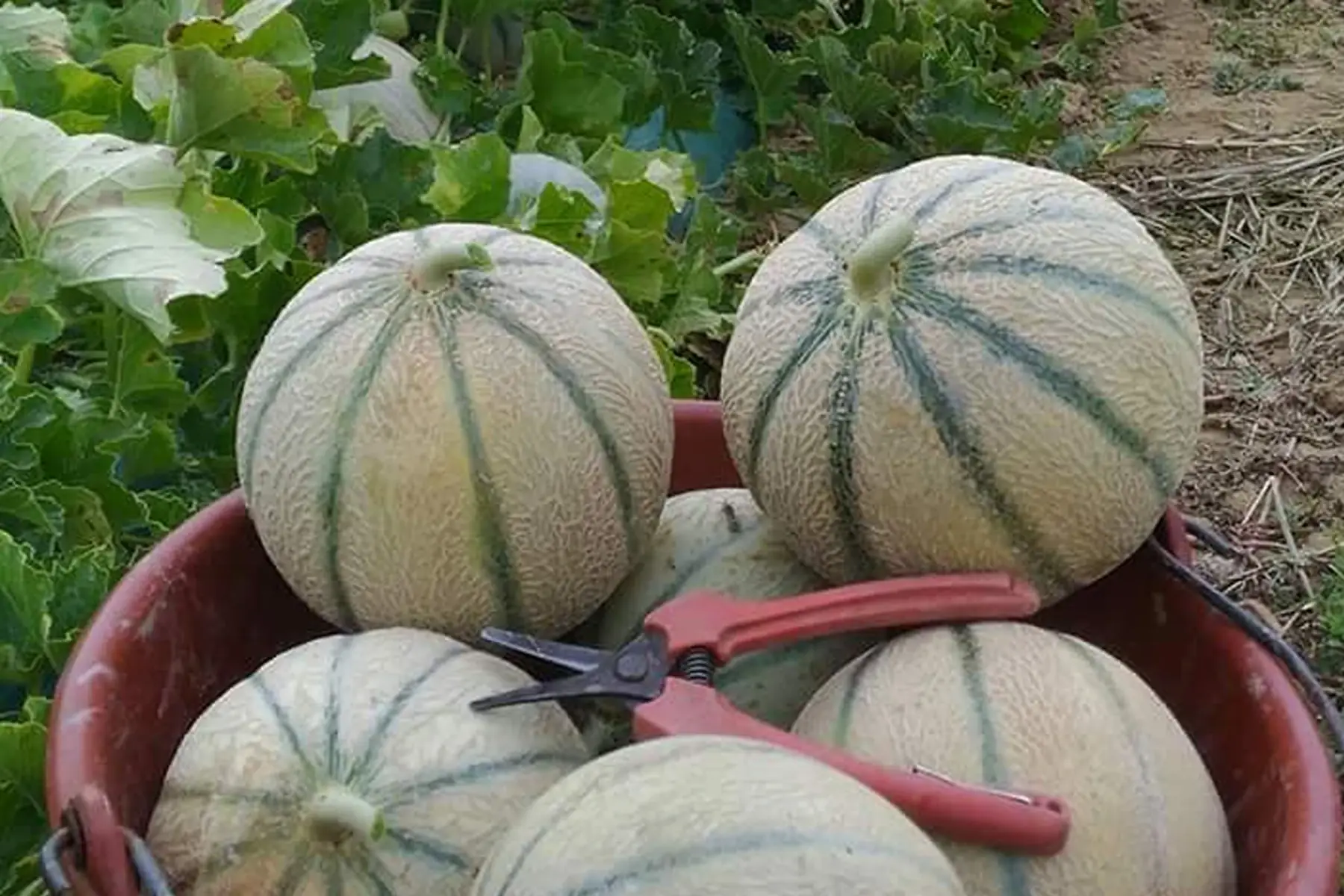 Melon