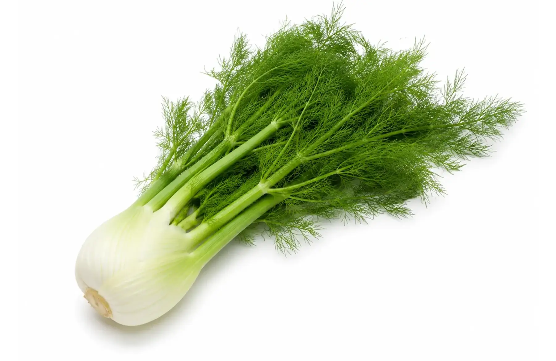 Fenouil