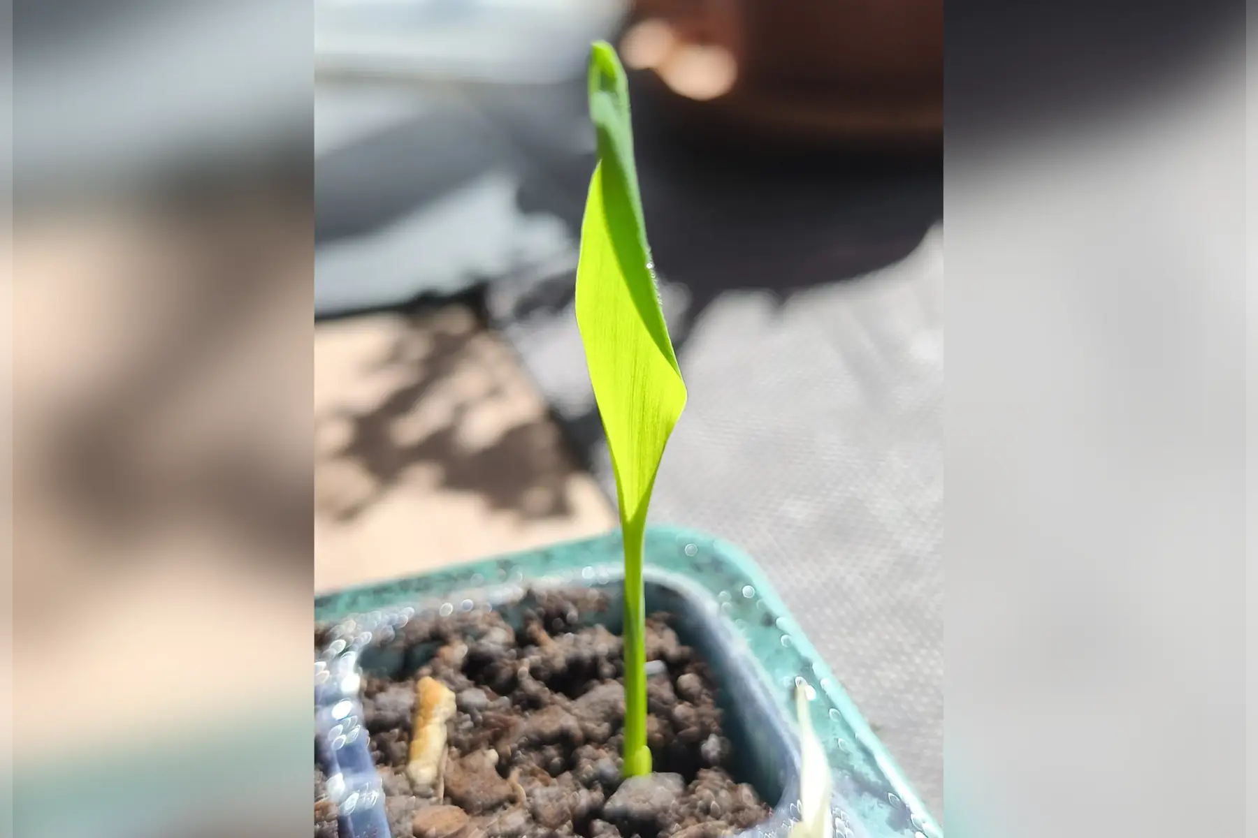 PermaPerle
