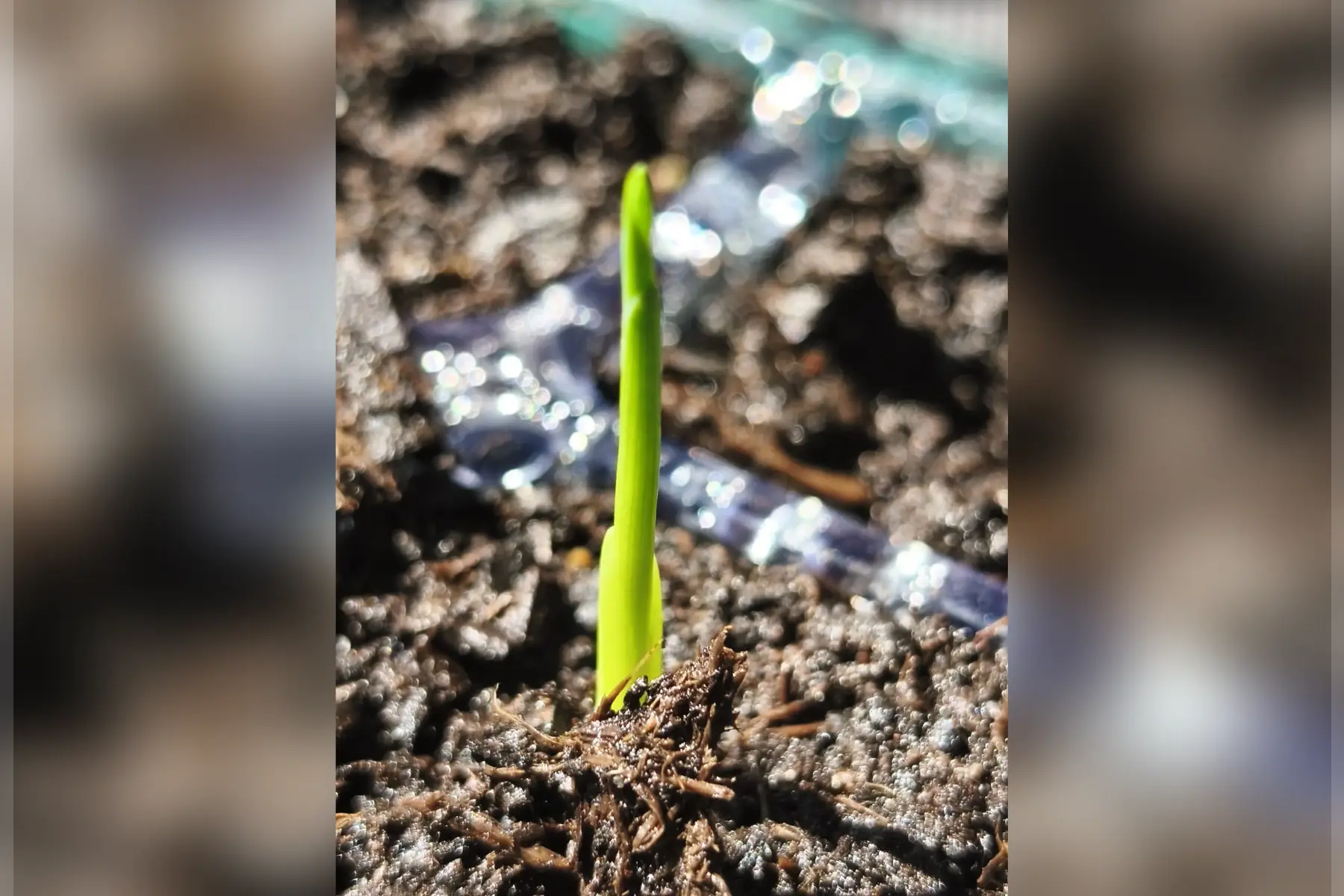 PermaPerle