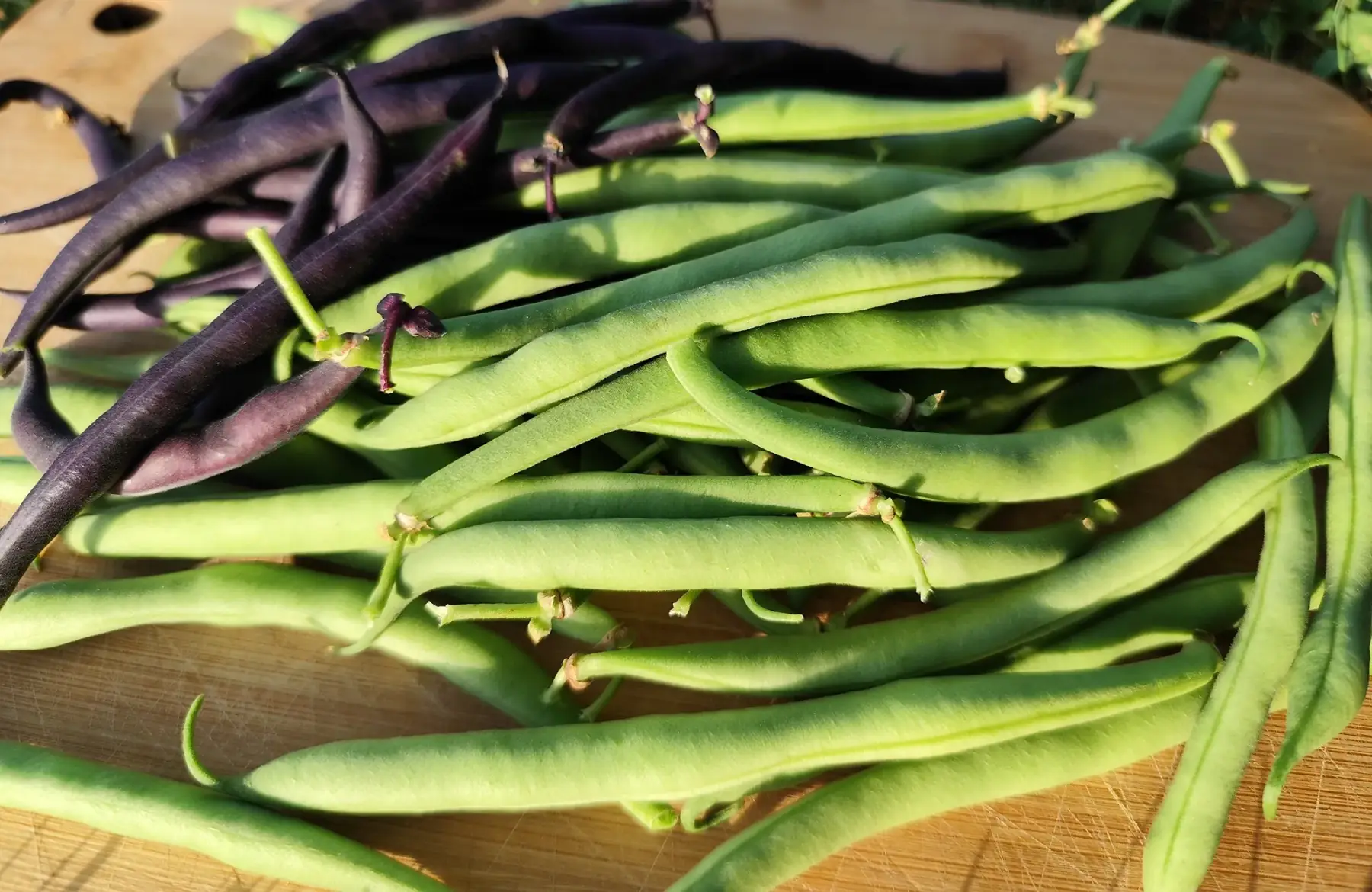 Haricots verts