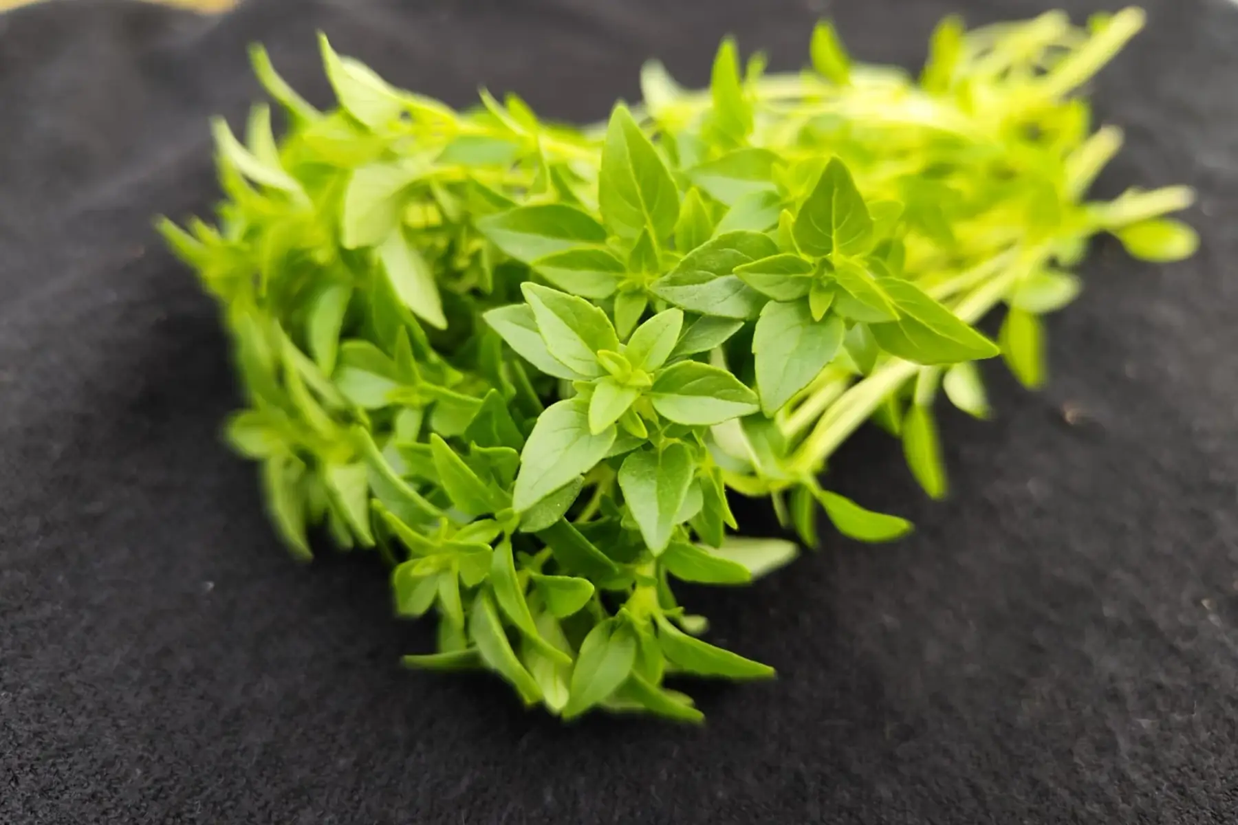 Basilic grec