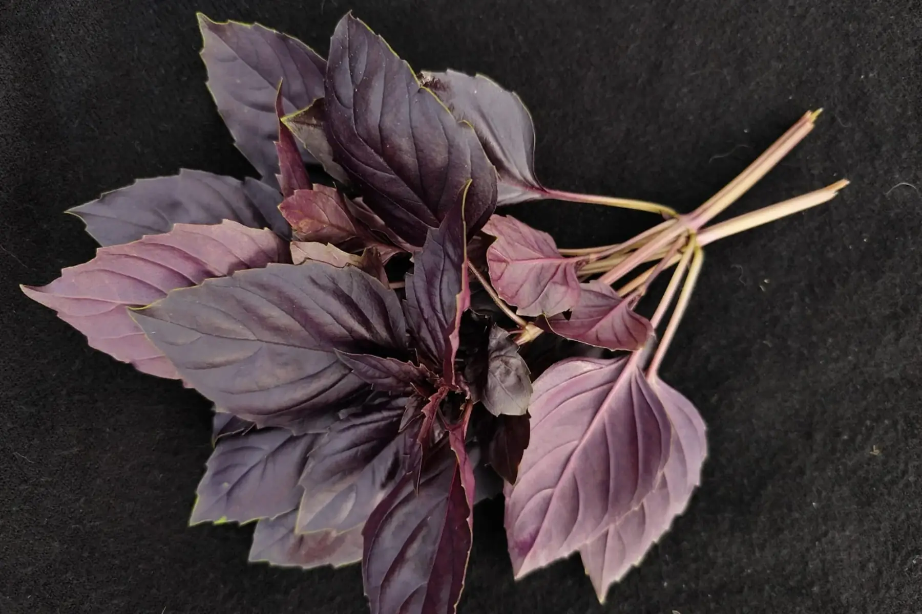 Basilic pourpre