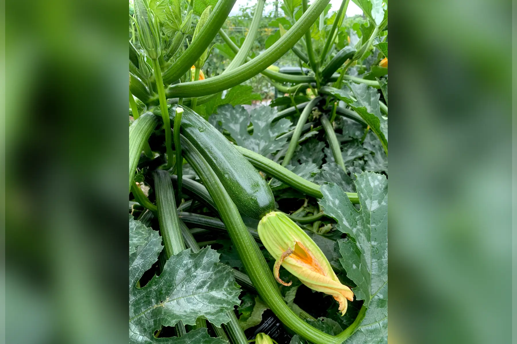 Courgettes Vertes