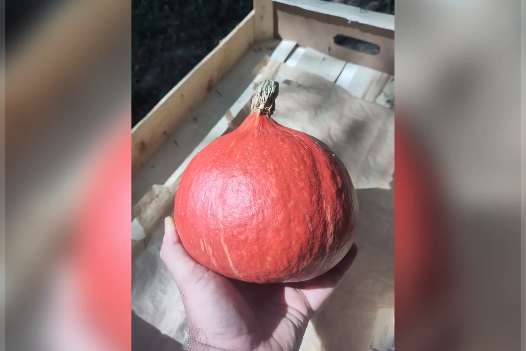 Potimarron taille moyenne