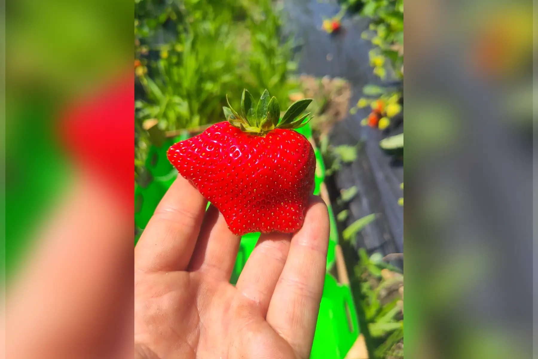 Fraises