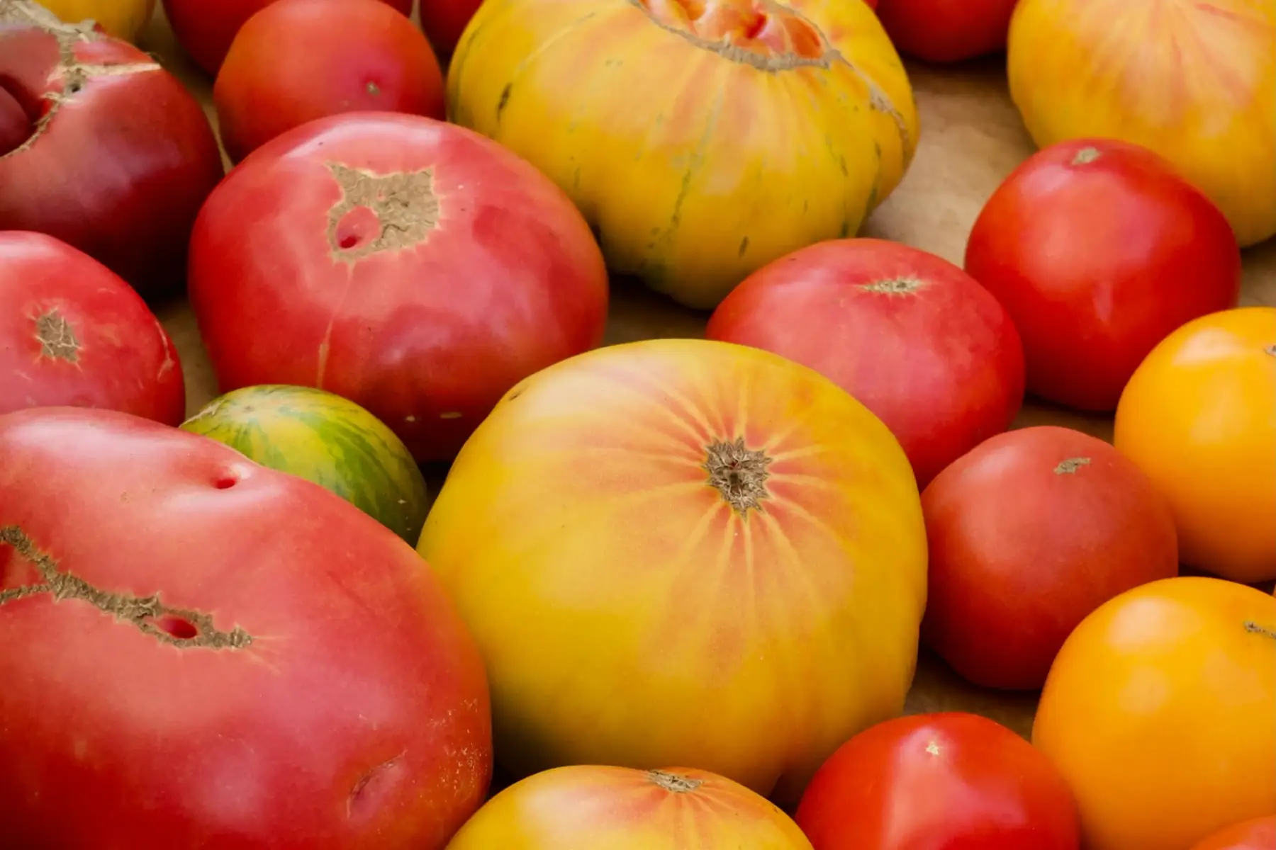 Tomates
