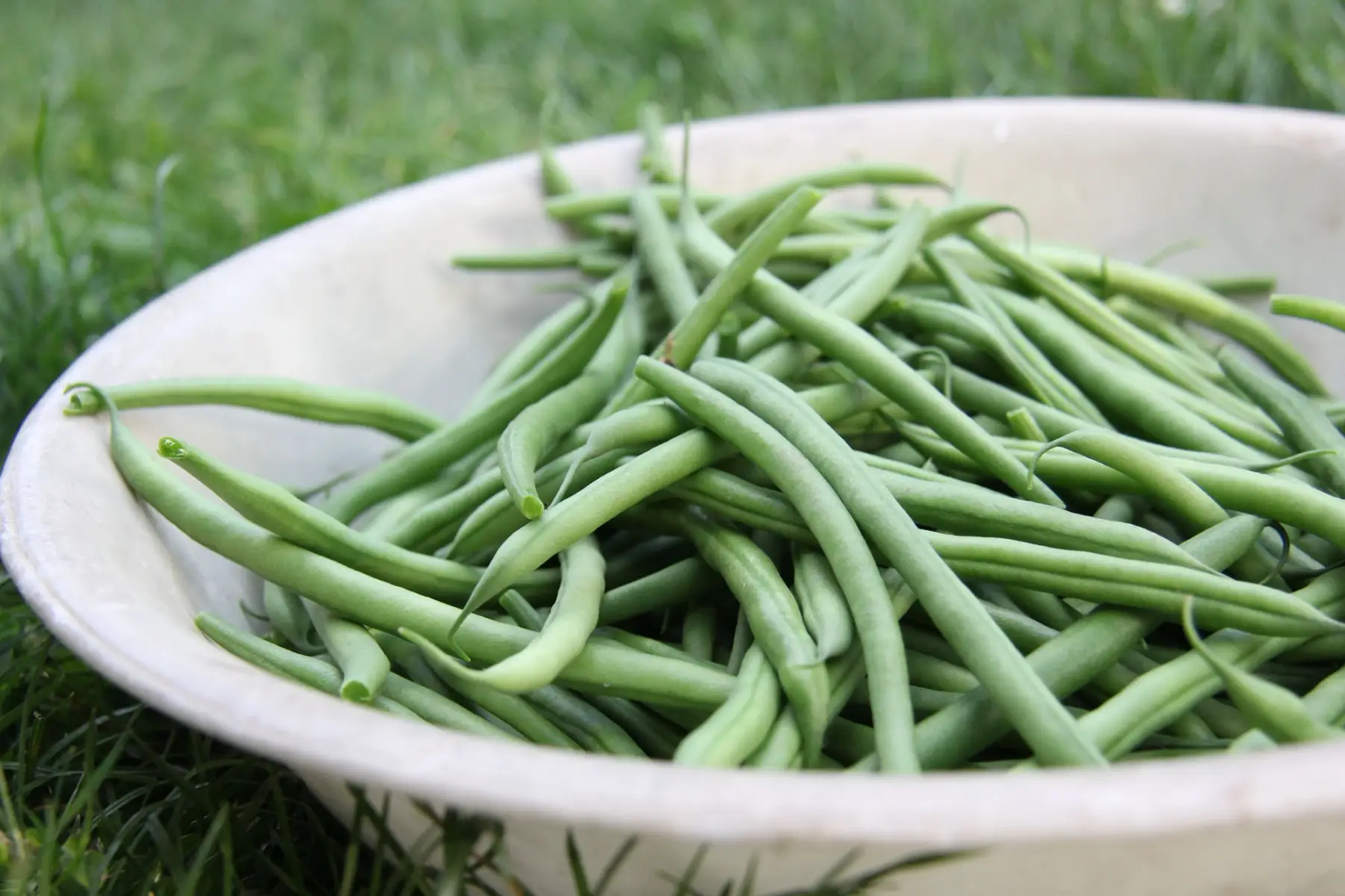 Haricots verts