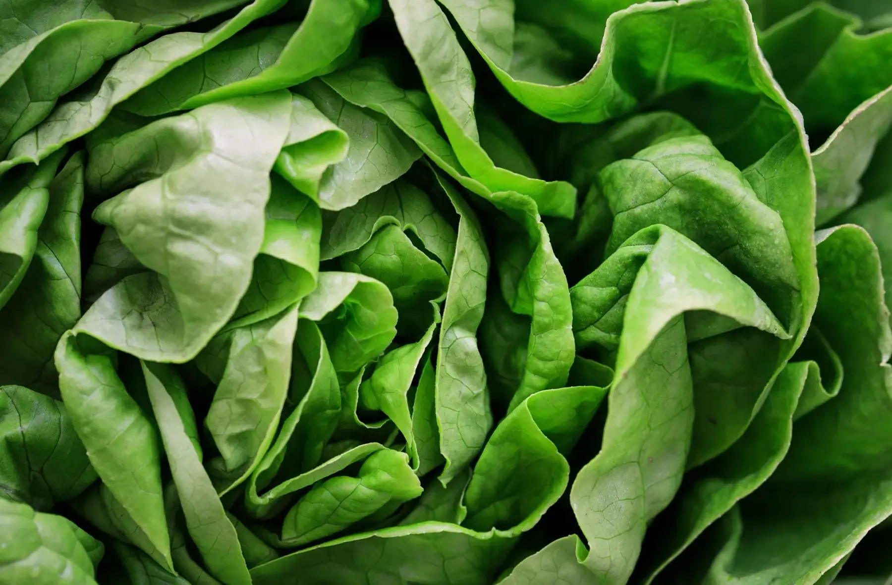 Salade