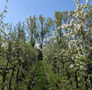 Les vergers de Saint-Genès